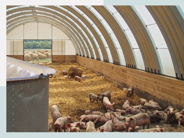 Строительство свинарников в Ефремах